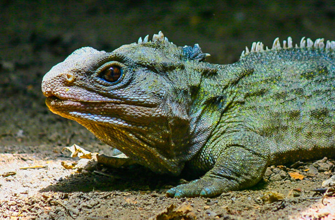 Tuatara, native to New Zealand