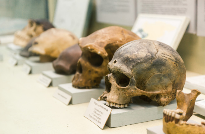 Human evolution