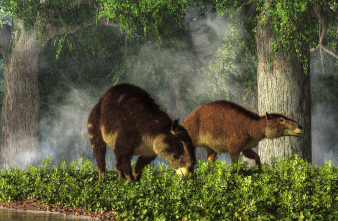 Eohippus