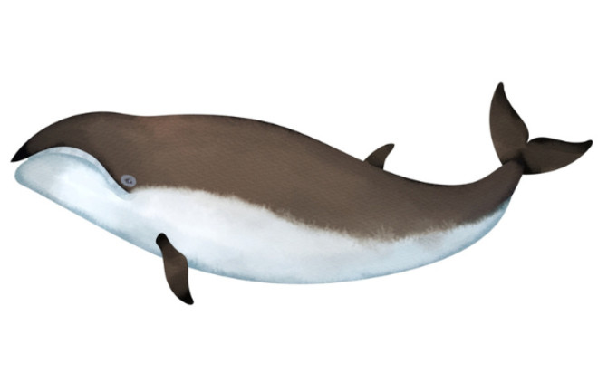 pygmy right whale