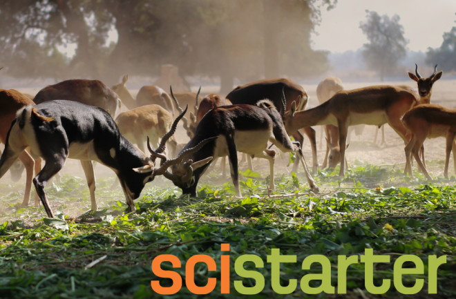Spy on animals header