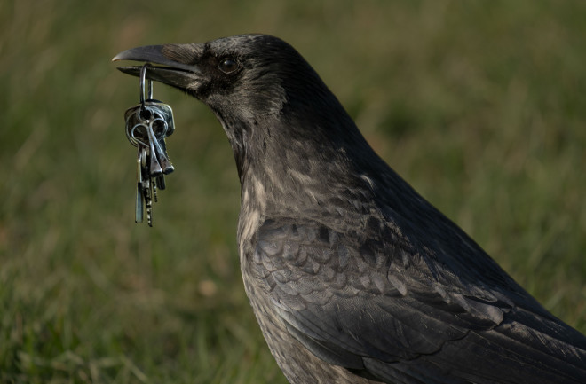 Crow