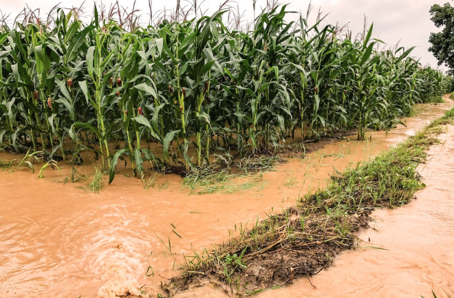 wetcornfield