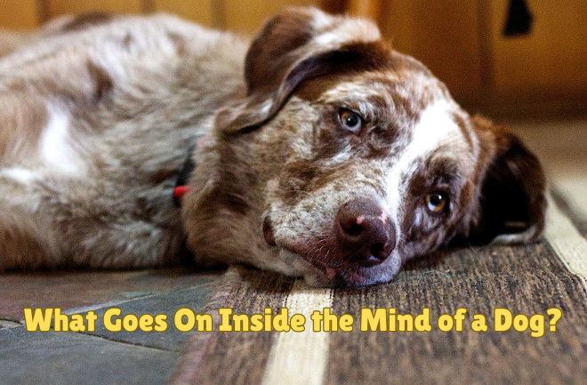 Inside the Mind of a (Sleepy) Dog