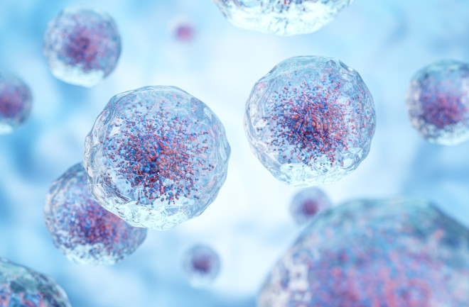 White blood cells
