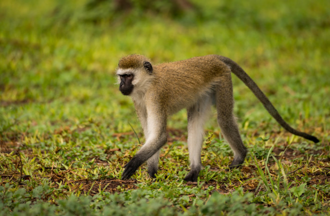 A vervet monkey walks across a wet lawn.