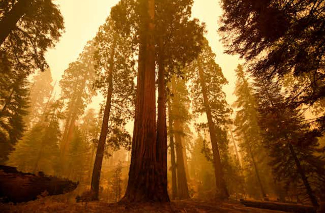 wild-fire-smoke-in-trees
