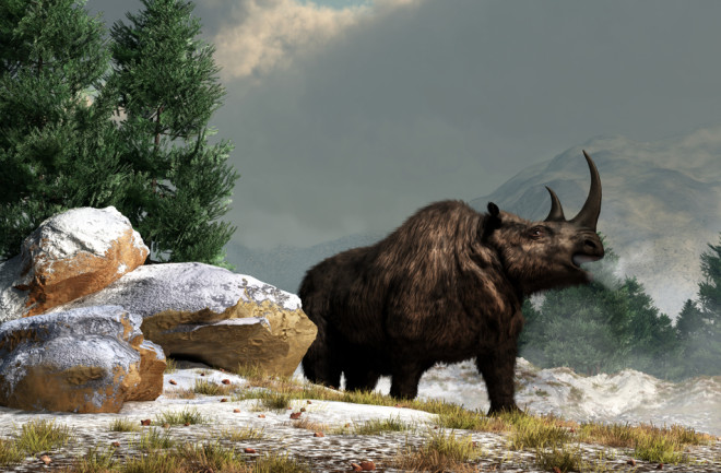 Woolly Rhino