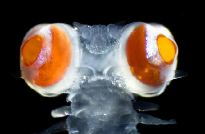 eyes of alciopid species