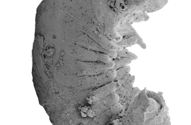 Scanning electron micrograph of the right side of Youti yuanshi, showing external anatomy