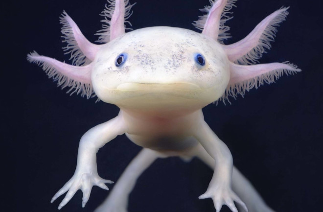 Axolotl swimming